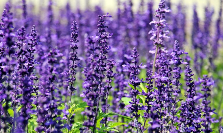 lavender field 768x459