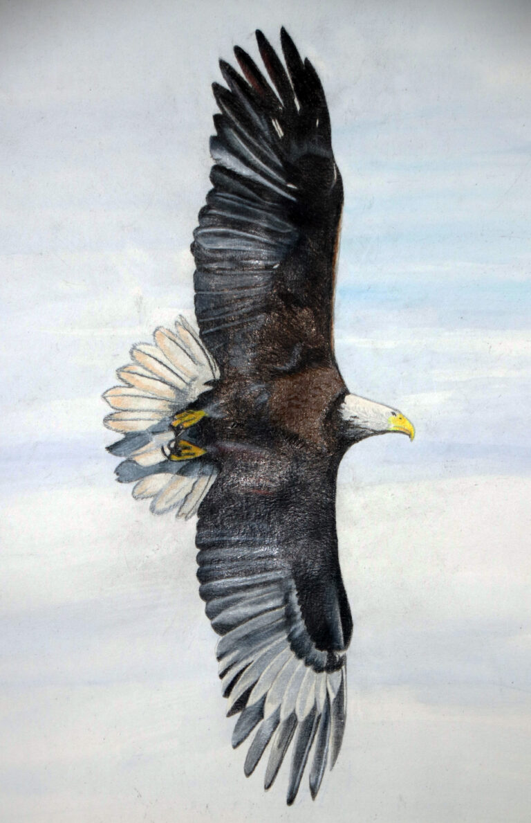 Soaring eagle 768x1189