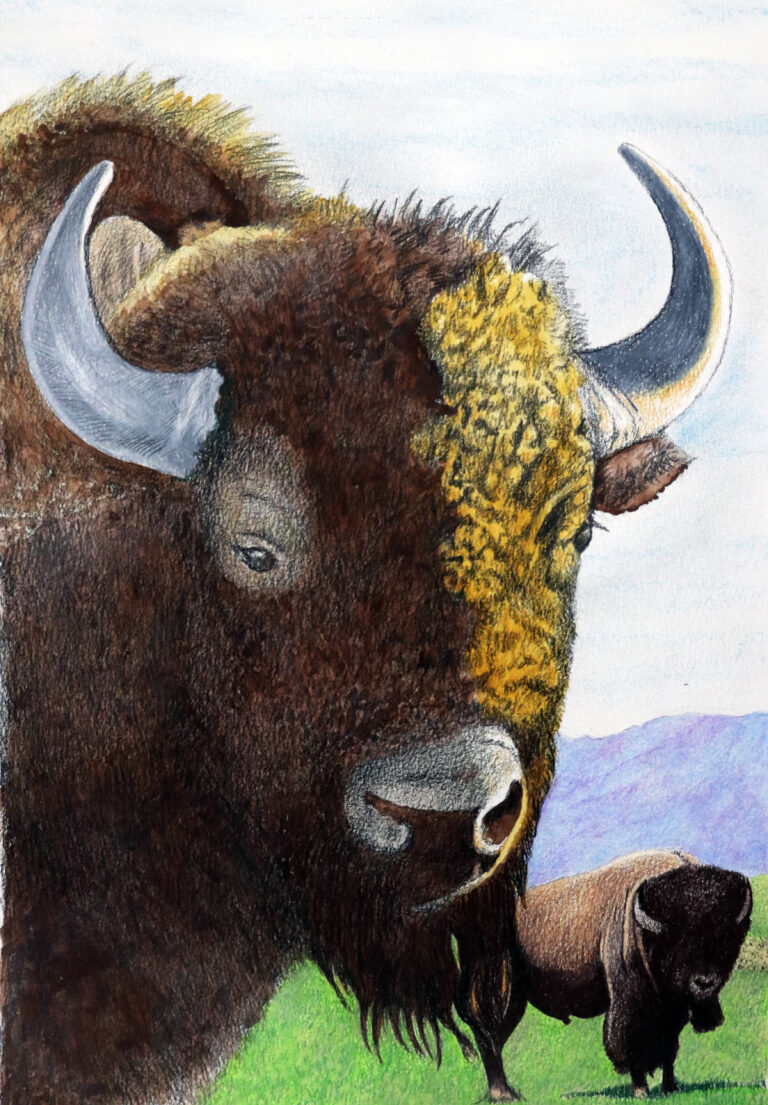 rev. Philmont bison bulls 768x1105